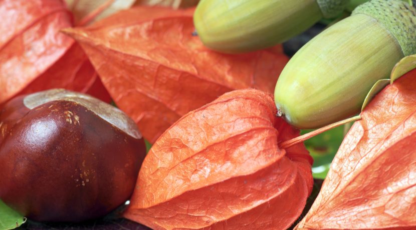 Lampionblumen mit Kastanien und Eicheln